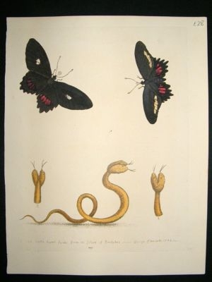 George Edwards: C1750 Butterfly & Snake, Hand Col