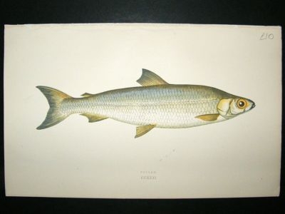 Fish Print: 1869 Pollan, Couch