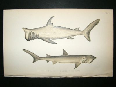 Fish Print: 1869 Rashleigh Shark & Broad-Head Gazer, Co