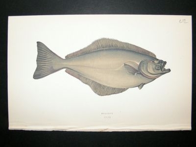 Fish Print: 1869 Holibut, Couch