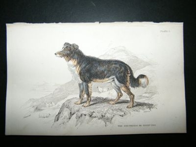Jardine: 1854 Sheep Dog, Hand Col Print