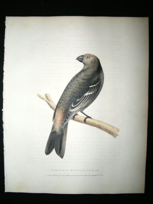 Swainson 1831 White Winged Crossbill, Hand Col Bird Pri
