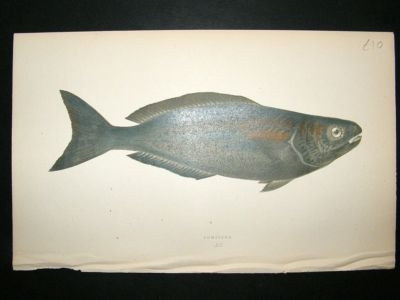 Fish Print: 1869 Pompilus, Couch