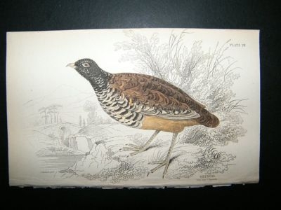 Bird Print: 1834 Black Necked Ortygis, Jardine Hand Col