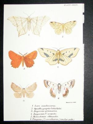 Moth Print: 1897 Lars Sambucaria, Kirby