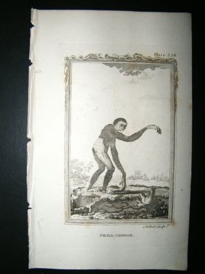 Monkey Print: 1812 Small Gibbon, Buffon
