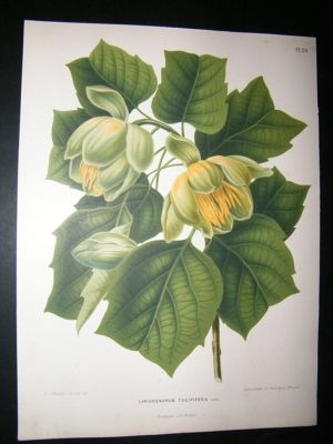 Wendel: 1879 Botanical Print. Tulip Tree