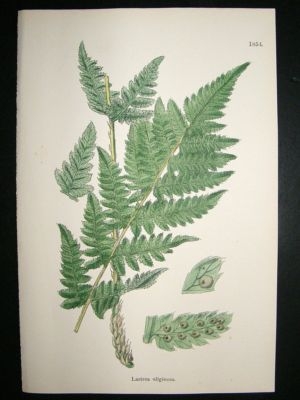 Botanical Print 1899 Lastrea Uliginosa, Sowerby Hand Co