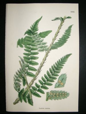 Botanical Print 1899 Lastrea Remota, Sowerby Hand Col #