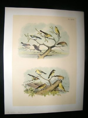 Studer 1881 Folio Bird Print. Fly Catchers, Warbler's, Kinglets