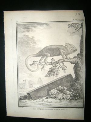Buffon: C1770 Chameleon Lizard, Antique Print