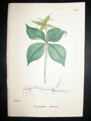 Botanical Print 1899 Herb-Paris, Sowerby Hand Col #1509