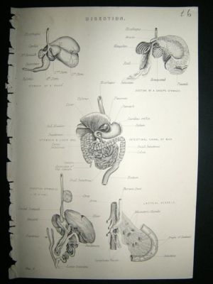 Medical - Digestion: C1875 Antique Print