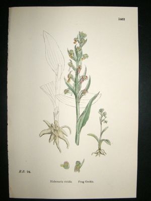 Botanical Print 1899 Frog Orchis Orchid, Sowerby Hand C