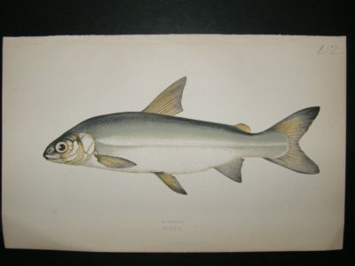 Fish Print: 1869 Guiniad, Couch