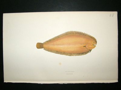 Fish Print: 1869 Solenette, Couch