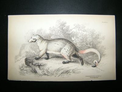 Paradoxurus Dubius: C1840 Hand Col Print, Jardine