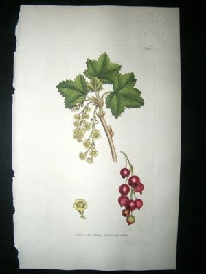 Botanical Print: 1804 Common Currant Fruit #1289, Sower