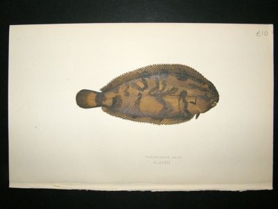 Fish Print: 1869 Variegated Sole, Couch