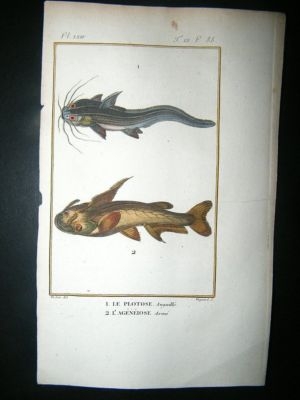 Fish Print: 1805 Plotose, Ageneiose, Hand Col, Latreill