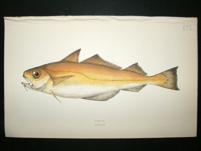 Fish Print: 1869 Power, Couch