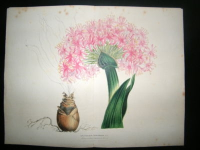 Botanical Print: C1850 Brunsviga Toxicaria, Large Van H