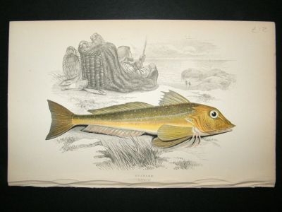 Fish Print: 1869 Gurnard, Couch
