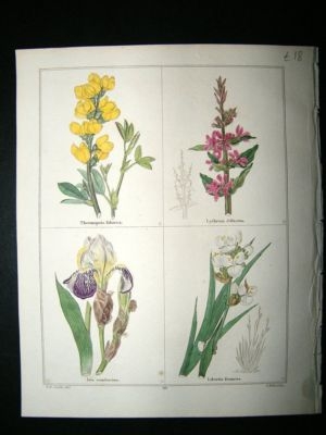 Maund C1830 Thermopsis, Diffuse Lythrum, Elder-Scented Iris 118. Hand Col Botani