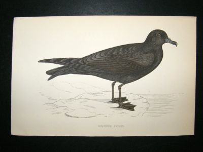 Bird Print: 1867 Bulwers Petrel, Morris, hand coloured