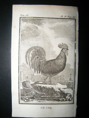 Bird Print: 1772 Poultry, Rooster, Buffon Copper Plate