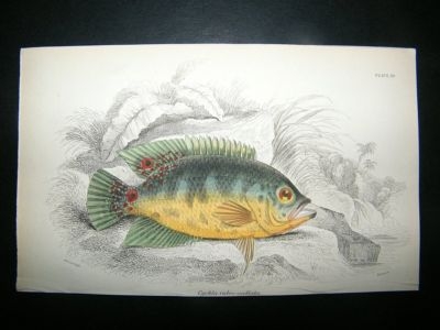 Jardine: C1840 Cychla Rubro-Ocellata Fish, Hand Col