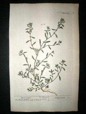 Blackwell:1737 Botanical Print-Knotgrass.  Hand Colour