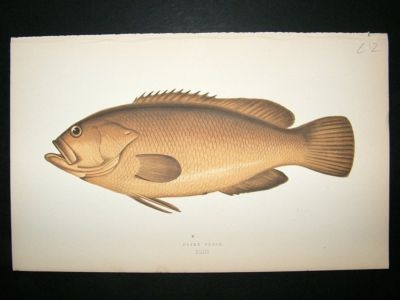 Fish Print: 1869 Dusky Perch, Couch