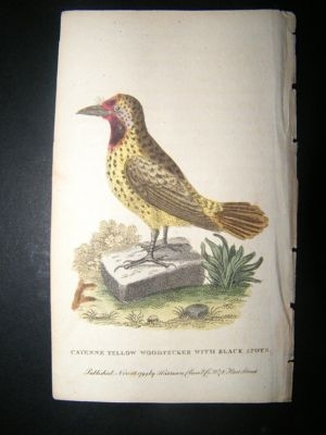 Bird Print: 1799 Cayenne Yellow Woodpecker