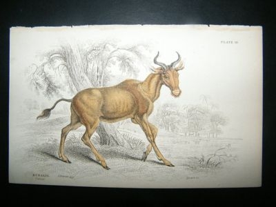 Jardine: C1840 Bubalis, Hand Col Print