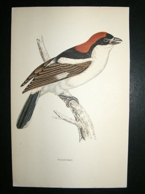 Bird Print: 1867 Woodchat, Morris, hand coloured