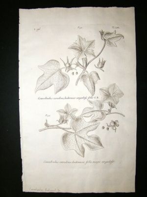 Dillenius 1774 Folio Botanical Print. Convolvulus Bindw