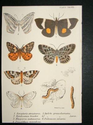 Moth Print: 1897 Acropteris Striataria etc, Kirby