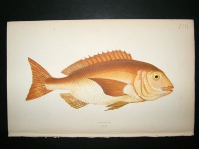 Fish Print: 1869 Gilthead, Couch