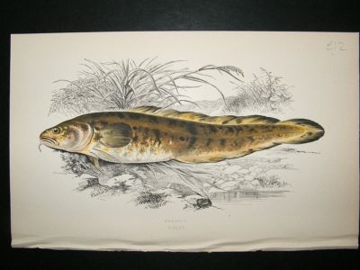 Fish Print: 1869 Burbolt, Couch