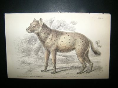 Jardine: C1840 Spotted Hyena, Hand Col Print