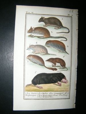 Buffon: C1780 Mice, Mole, Muscardin, Hand Color Print