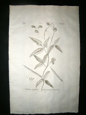 Dillenius 1774 Folio Botanical Print. Clitorius Trifoli