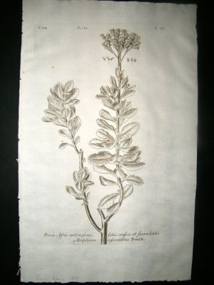 Dillenius 1774 Folio Botanical Print. Doric Asric 104 Antique