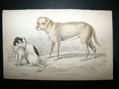 Carrier Dog Of The Indians, Alco: C1840 HC, Jardine