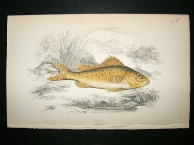 Fish Print: 1869 Ruff, Couch