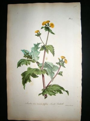 John Edwards: 1770 folio h/c botanical. Smooth Sowthist