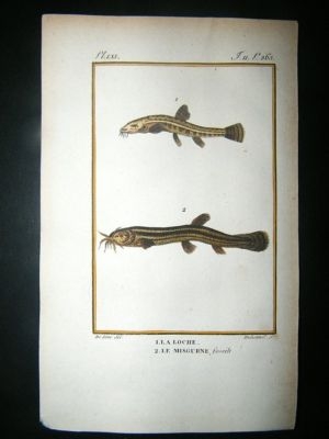 Fish Print: 1805 Loche, Misgurne, Hand Col, Latreille