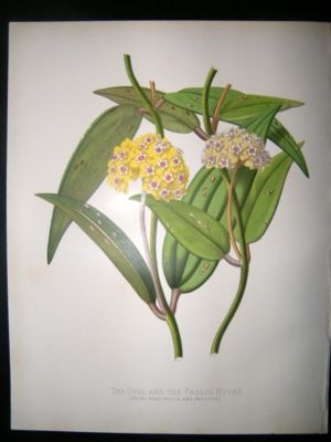 Botanical Print: 1882 Oval & Pallid Hoyas, Paxton