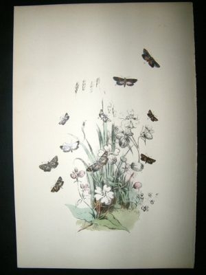 Moth Print: 1860 Plate 52, Humphreys, Hand Col